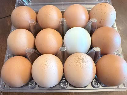 Farm Fresh Eggs (1 Dozen)